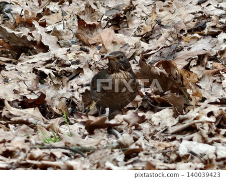 Upright brown thrush positioned among oak foliage displaying vigilant posture and natural earthy surroundings Upright brown thrush positioned among oak foliage displaying vigilant posture and natural earthy surroundings 140039423