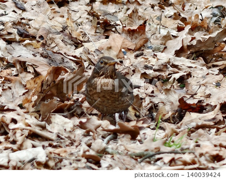 Thrush forages actively. An intimate wildlife scene of thrush actively searching through leaf debris Thrush forages actively. An intimate wildlife scene of thrush actively searching through leaf debris 140039424