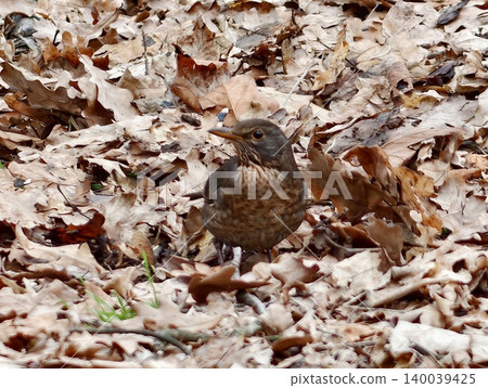 Thrush depicted in dry foliage. Intricate illustration of thrush amidst withered fallen leaves Thrush depicted in dry foliage. Intricate illustration of thrush amidst withered fallen leaves 140039425