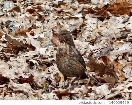 Bird reveals feeling. Brown thrush gestures amidst fallen leaves capturing transient woodland mood 140039429