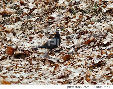 Bird searches ground. Dark male bird among foliage. Silent blackbird surveys forest floor carefully Bird searches ground. Dark male bird among foliage. Silent blackbird surveys forest floor carefully 140039437