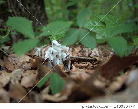 美麗的銀龍草(Monotropa uniflora)在炎熱潮濕的五月發芽了。 美麗的銀龍草(Monotropa uniflora)在炎熱潮濕的五月發芽了。 140039477