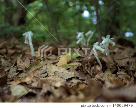 美麗的銀龍草(Monotropa uniflora)在炎熱潮濕的五月發芽了。 美麗的銀龍草(Monotropa uniflora)在炎熱潮濕的五月發芽了。 140039479