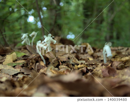 美麗的銀龍草(Monotropa uniflora)在炎熱潮濕的五月發芽了。 美麗的銀龍草(Monotropa uniflora)在炎熱潮濕的五月發芽了。 140039480