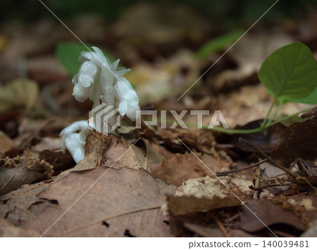 The lovely Monotropa uniflora (silver dragon grass) sprouted in the hot and humid month of May. The lovely Monotropa uniflora (silver dragon grass) sprouted in the hot and humid month of May. 140039481