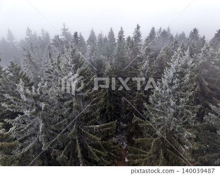 Dense fog envelops snowy evergreen trees. Chilly fog drapes over frostcovered pine forest in silence Dense fog envelops snowy evergreen trees. Chilly fog drapes over frostcovered pine forest in silence 140039487