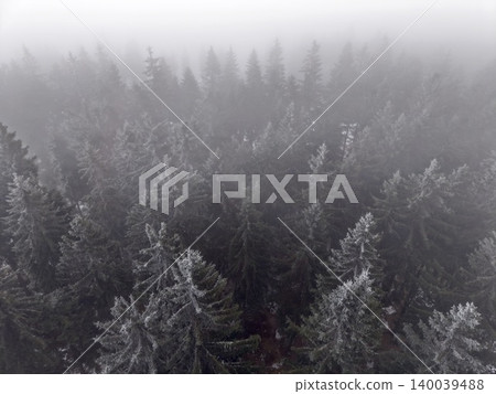 Mysterious forest shadows. Enigmatic forest scene illuminated by sparse light and concealed routes Mysterious forest shadows. Enigmatic forest scene illuminated by sparse light and concealed routes 140039488