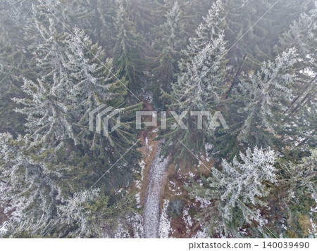 Illuminated icy forest pathway. Snowy forest path shines with gentle light and serene cold beauty Illuminated icy forest pathway. Snowy forest path shines with gentle light and serene cold beauty 140039490