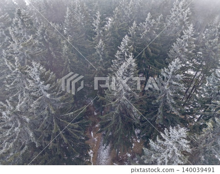 Misty horizon over resilient evergreen canopy. Ethereal scene of frosted trees standing through haze Misty horizon over resilient evergreen canopy. Ethereal scene of frosted trees standing through haze 140039491