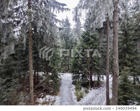 Peaceful woods with gentle light. Quiet forest pathway meandering among towering trees and soft sunlight Peaceful woods with gentle light. Quiet forest pathway meandering among towering trees and soft sunlight 140039494