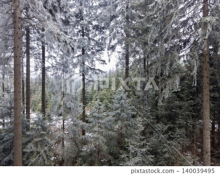Frozen spruce trees beneath cloudy winter sky. Calm frostcovered woodland with icy branches and muted tones Frozen spruce trees beneath cloudy winter sky. Calm frostcovered woodland with icy branches and muted tones 140039495