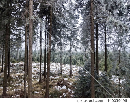 Serene winter landscape. Snowdusted pine forest clearings. Peaceful glade with icy covered stones and lichens 140039496