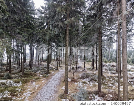 Tranquil forest pathway lined with high pines providing soothing environment for mindfulness Tranquil forest pathway lined with high pines providing soothing environment for mindfulness 140039497