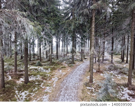 Grey misty forest. Calm woodland route crossing mosscovered ground and twisted roots in cloudy weather 140039500