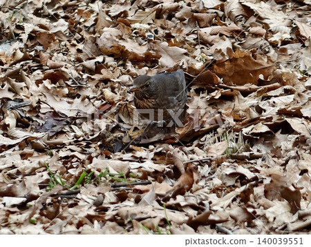 Songbird on dry leaves alert headup brown plumage forest floor autumn mood textured closeup foraging behavior Songbird on dry leaves alert headup brown plumage forest floor autumn mood textured closeup foraging behavior 140039551
