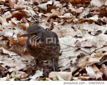 Immature songbird takes tentative strides across leafstained terrain while hunting for nourishment Immature songbird takes tentative strides across leafstained terrain while hunting for nourishment 140039554