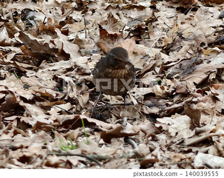 Songbird facing camera direct gaze among leaf litter mottled chest watchful stance quiet woodland scene 140039555