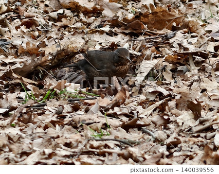 Bird on leaf. Peaceful bird resting gently amidst brown shadows in tranquil forest setting at dusk Bird on leaf. Peaceful bird resting gently amidst brown shadows in tranquil forest setting at dusk 140039556