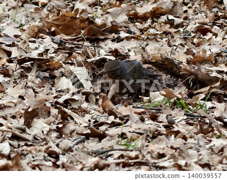 Bird hides well. Songbird camouflaged within fallen leaves blending into forest floor environment Bird hides well. Songbird camouflaged within fallen leaves blending into forest floor environment 140039557
