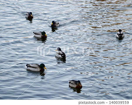 Ducks gather on shimmering water. Multiple ducks drift across sparkling water in social harmony Ducks gather on shimmering water. Multiple ducks drift across sparkling water in social harmony 140039559
