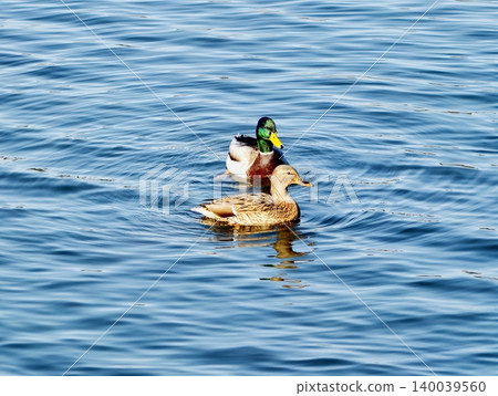 Bright water with paired ducks. Male and female ducks glide over shimmering blue water in harmony Bright water with paired ducks. Male and female ducks glide over shimmering blue water in harmony 140039560