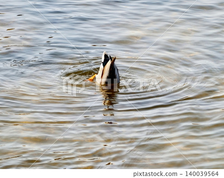 Lively duck creates water ripples. Playful duck causes colorful water ripples with energetic splashes Lively duck creates water ripples. Playful duck causes colorful water ripples with energetic splashes 140039564