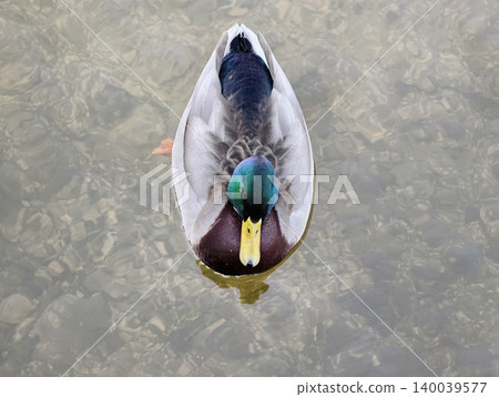 Mature male mallard resting near pebbles. Bright male mallard gliding over gravelly freshwater shallows Mature male mallard resting near pebbles. Bright male mallard gliding over gravelly freshwater shallows 140039577