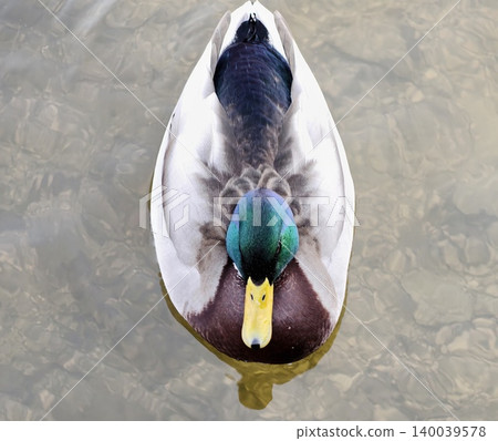 Vividly colored mallard with sharp feather detail and commanding gaze highlights natural beauty Vividly colored mallard with sharp feather detail and commanding gaze highlights natural beauty 140039578
