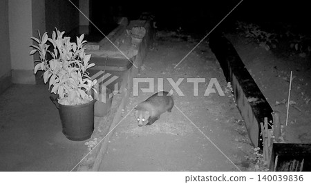 Badger looking directly at the camera, captured on night vision camera used for pest control. Badger looking directly at the camera, captured on night vision camera used for pest control. 140039836