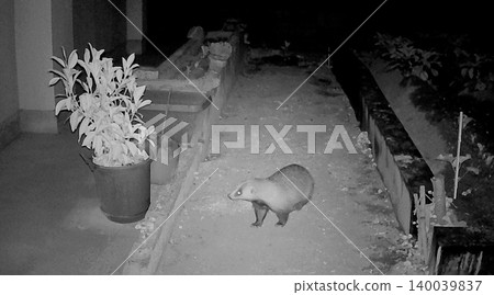 Badger caught on night vision camera used for pest control Badger caught on night vision camera used for pest control 140039837