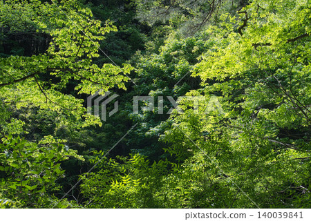Take a stroll along the Kinomata River promenade in the refreshing season of beautiful new greenery. Take a stroll along the Kinomata River promenade in the refreshing season of beautiful new greenery. 140039841
