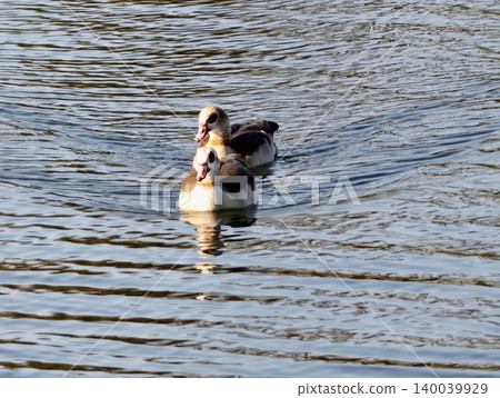 Gentle scene illustrating two Egyptian geese gliding smoothly over radiant sunlit rippling water 140039929