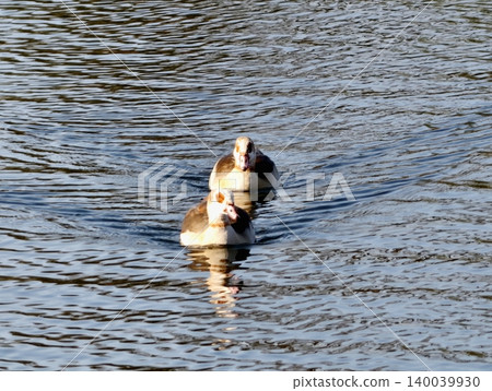 Egyptian geese glide. Calm outdoor setting showing geese paddling with tranquil reflections and soft sunlight 140039930