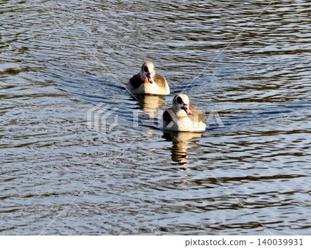 Geese in harmony. Duo of Egyptian geese journeying in unison across reflective lake environment 140039931