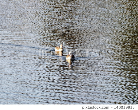 Egyptian geese on tranquil lake. Delicate Egyptian geese move across expansive water bodies peacefully 140039933