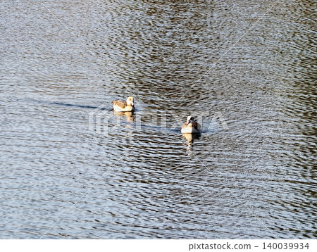 Pair of ducks glide silently over calm waters with delicate ripples and feather intricacies Pair of ducks glide silently over calm waters with delicate ripples and feather intricacies 140039934