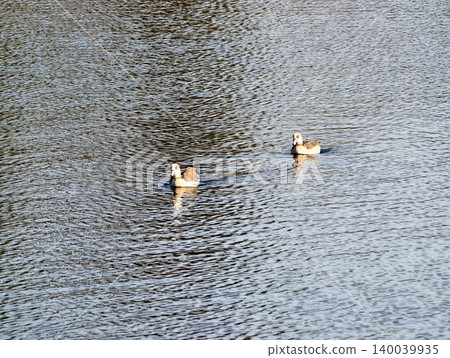 Peaceful evening reflection of birds. Gentle light illuminates peaceful resting birds on water surface Peaceful evening reflection of birds. Gentle light illuminates peaceful resting birds on water surface 140039935