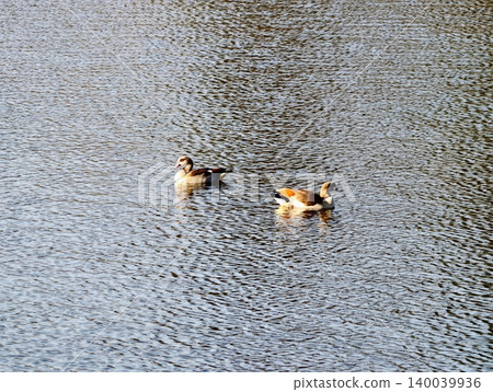 Natural environment captures Egyptian geese engaged in spirited chase with splashes and wakes Natural environment captures Egyptian geese engaged in spirited chase with splashes and wakes 140039936