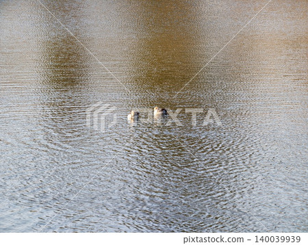 Two distant swans on shimmering surface captured with warm tones for peaceful nature photography 140039939