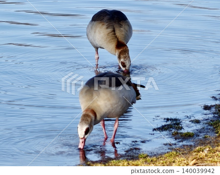 Egyptian geese by water. Tranquil environment showing geese with patterned feathers near still water Egyptian geese by water. Tranquil environment showing geese with patterned feathers near still water 140039942