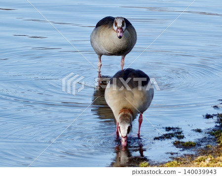 Egyptian geese calling. Two Egyptian geese engage in social interaction through vocalization and body displays Egyptian geese calling. Two Egyptian geese engage in social interaction through vocalization and body displays 140039943