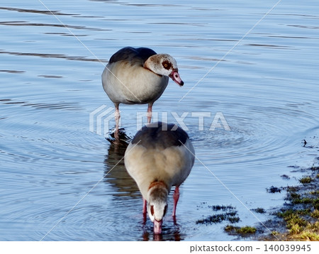 Geese feeding close. Intimate observation of Egyptian geese eating by water with detailed features Geese feeding close. Intimate observation of Egyptian geese eating by water with detailed features 140039945