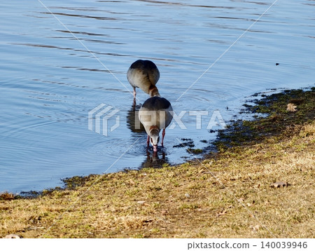 Peaceful shore with bird present. Calm scene featuring Egyptian goose on lakeside with peaceful ambiance 140039946