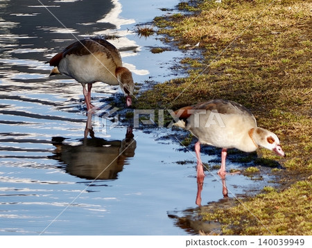 Observing two Egyptian geese as they move through tranquil water with reflections and ripples Observing two Egyptian geese as they move through tranquil water with reflections and ripples 140039949