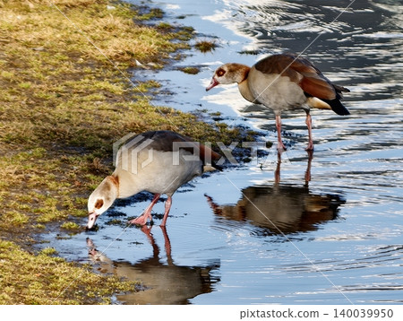 Geese exploring water. Egyptian birds foraging in harmony. Pair of geese searching in mud and water Geese exploring water. Egyptian birds foraging in harmony. Pair of geese searching in mud and water 140039950