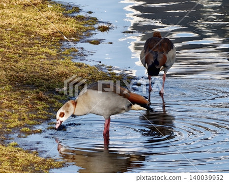Wildlife feeding scene. Energetic Egyptian geese explore shallow waters and muddy banks actively feeding Wildlife feeding scene. Energetic Egyptian geese explore shallow waters and muddy banks actively feeding 140039952