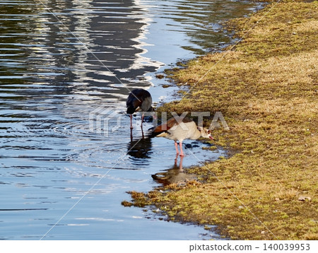 Serene wildlife snapshot showing ducks foraging along marshy grassy bank edges with water reflections Serene wildlife snapshot showing ducks foraging along marshy grassy bank edges with water reflections 140039953