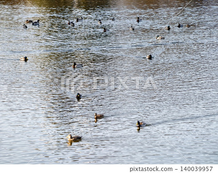 Waterfowl ripple scenery. Flock of ducks drifts across tranquil pond with ripples caused by movement Waterfowl ripple scenery. Flock of ducks drifts across tranquil pond with ripples caused by movement 140039957