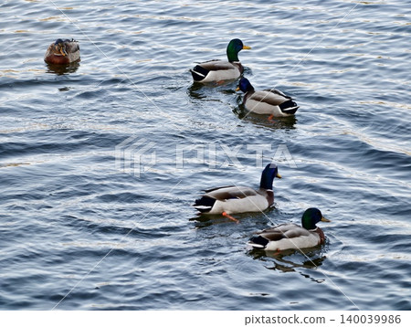 Mallards in motion. Colorful male ducks swim together creating movement and socializing in open water Mallards in motion. Colorful male ducks swim together creating movement and socializing in open water 140039986
