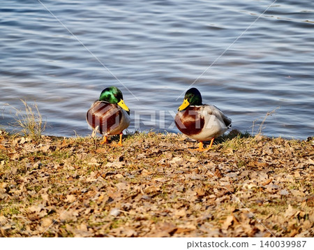 Autumnal ducks in peaceful repose. Male mallards lounge calmly amidst autumn leaves and textured earth 140039987